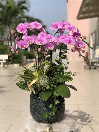 Hoa Lan Chúc Mừng 00038
